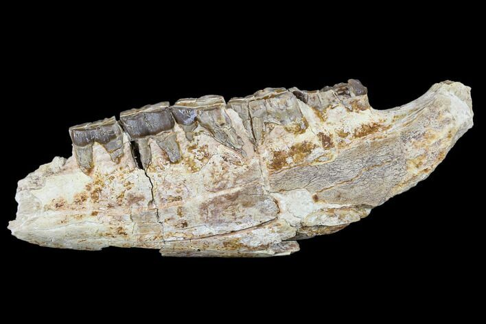 Hyracodon (Running Rhino) Jaw Section - South Dakota #113076